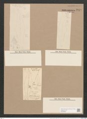 Pleurosigma angulatum quadratum (Queck.) W.Sm. (de-Toni-Nr.: Genus 13, Species 1001) Zeichnungen Sammlung Grunow Nr. 2018 (NHMW-BOT-W0368869)
